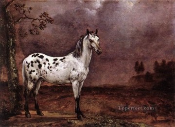  001 galerie - amc0019D1 Tier Pferd